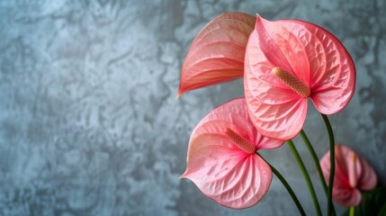 Close-up of pink anthurium on gray background, texture, material, high-end feel, 4k HD wallpaper, background, generated by AI