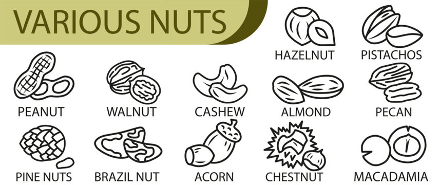 Various nuts. Concept of healthy eating. Collection of different nuts vector flat illustration.