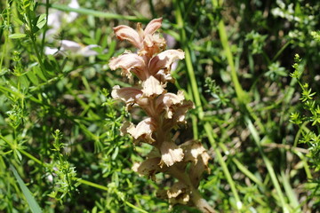 Wild pink orchid