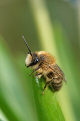 Closeup on a cute male Early Cellophane Bee,, Colletes cunicularius, haning into the green vegetation