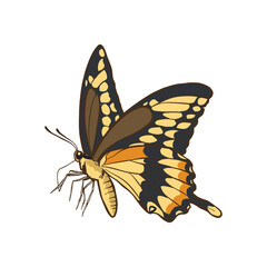 hand drawn illustration of butterfly with color