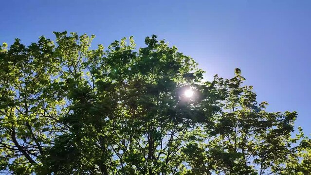 the sun shines through the maple leaves