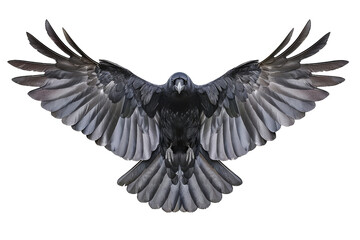 Fototapeta premium Close-up shot of a black raven in mid-flight with outstretched wings, showcasing its detailed feathers against a plain background.
