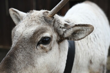 Photo of a gray reindeer on an animal farm, zoo. Deer antlers, hooves, fur close-up