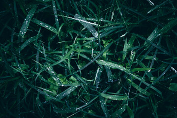 A close up of green grass with rain drops texture pattern