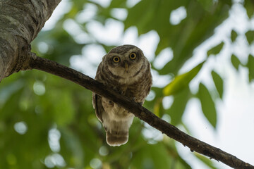 The Spotted Owlet curiously looked from a tree branch. A Spotted Owlet perched on the tree branch.