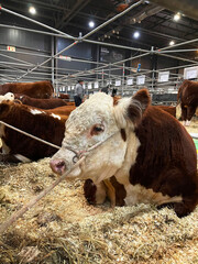 Competition of cows and bulls at the Agricultural Exhibition, Buenos Aires, Argentina