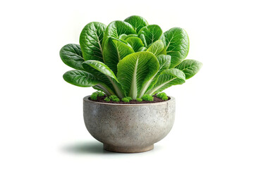 Fresh romaine lettuce in concrete bowl