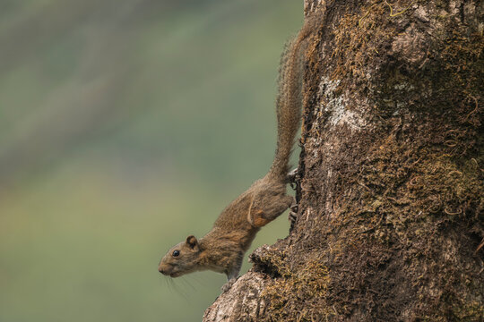 Hoary-bellied Himalayan Squirrel (Callosciurus pygerythrus) crawling down the tree. Close-up shot of the squirrel. It is also known as the Irrawaddy Squirrel.