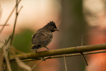 A cute chick of Red-vented Bulbul perched on the bamboo. Beautiful cute baby bird on the bamboo.