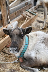 Photo of a gray reindeer on an animal farm, zoo. Deer antlers, hooves, fur close-up