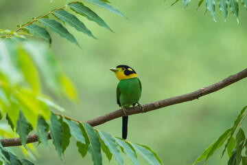 Long-tailed Broadbills (Psarisomus dalhousiae) are the cutest birds found in the Himalayas. They are often seen perching on tree branches in their natural habitat.