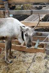 Fototapeta premium Photo of a gray reindeer on an animal farm, zoo. Deer antlers, hooves, fur close-up