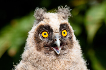close up of an owl