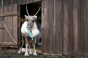 Photo of a gray reindeer on an animal farm, zoo. Deer antlers, hooves, fur close-up