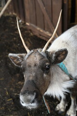 Photo of a gray reindeer on an animal farm, zoo. Deer antlers, hooves, fur close-up
