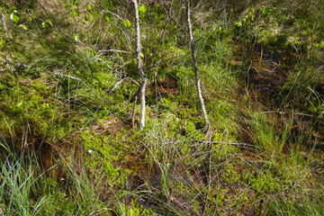 European swamps on a sunny summer day