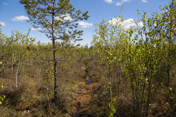European swamps on a sunny summer day