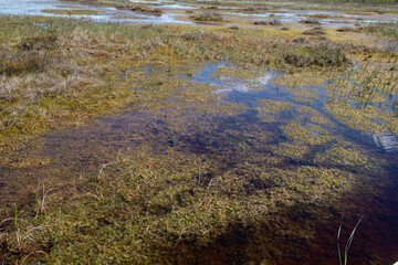 European swamps on a sunny summer day
