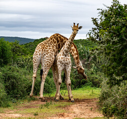 Two male giraffes necking