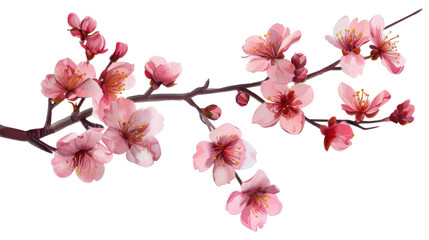 Fototapeta premium Tree branch flower, japanese sakura