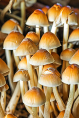 Cluster of wild mushrooms with orange caps