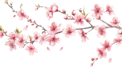 Tree branch flower, japanese sakura