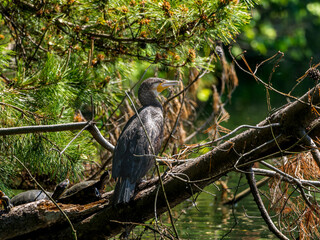 木にとまるカワウ