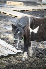 Photo of a little pony on an animal farm, a horse in the zoo.