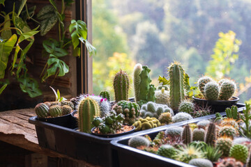 A variety of cacti and succulents in pots on a windowsill.