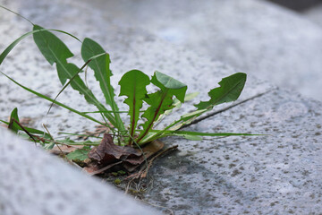 Dandelion plant leaves growing between marble tiles on paved stairs top down view