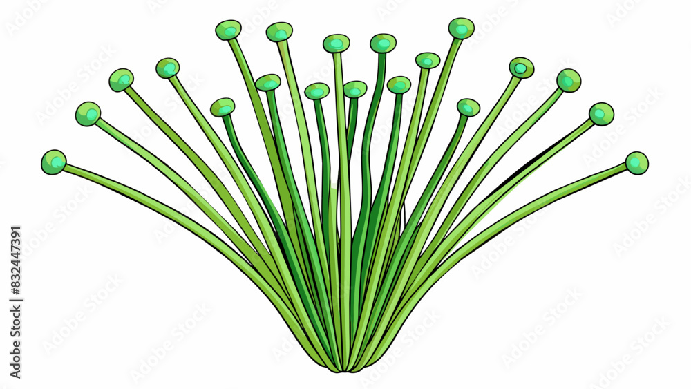 Poster clusters of thin wiry stems with delicate heads of green. these blades are easy to overlook but upon