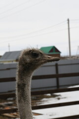 Ostrich farm. Ostriches closeup portrait in zoo, animal farm