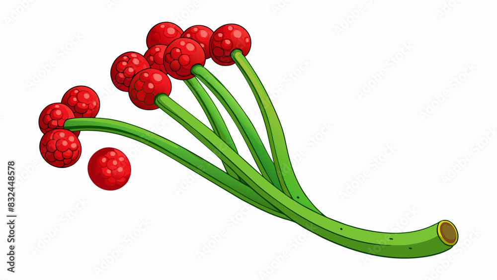 Poster long curved green stems held up the vibrant red berries each one the size of a thumb and covered in 