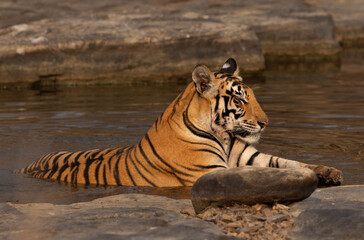 A Tiger cub relaxing in a water body at Panna Tiger Reserve, Madhya pradesh, India