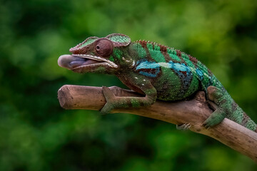 Phantera chameleon on branch in nature background