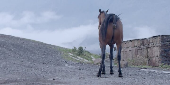 Horse poops close-up, animal behavior in nature, rural horse manure, farm life and natural process, animal countryside, horse feces, livestock outdoor, rural scene of horse hygiene