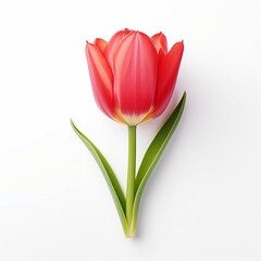 red tulip isolated on white