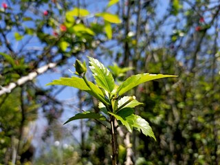 Close up of green leaves of hibiscus plant