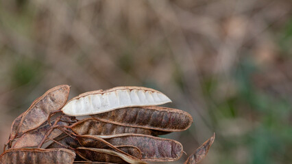 Robinie Pflanzenarten Wald Ast