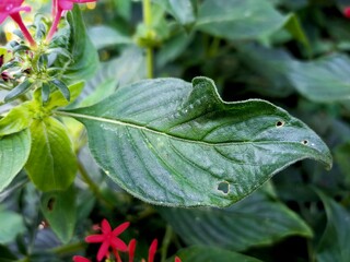 Egyptian star cluster plant in the garden 