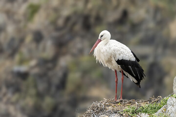 White Stork Perched on Rocky Cliffside Nest