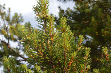 Pine branch on blurred background.