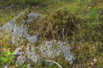 Moss in forest.