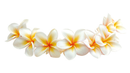 Fototapeta premium Hawaii garland of frangipani flowers 