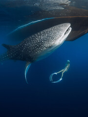 Woman swim with whale shark in blue ocean. Giant Shark underwater and woman freediver