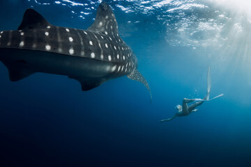 Giant whale shark and diver woman in blue sea.