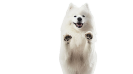Happy samoyed