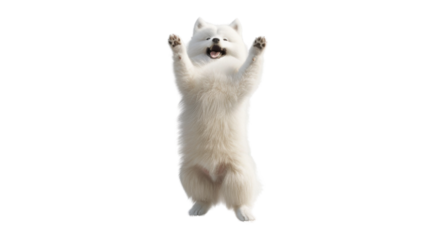 Happy samoyed