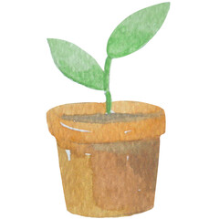 plant in a pot , A pot/planter with young seedlings emerging